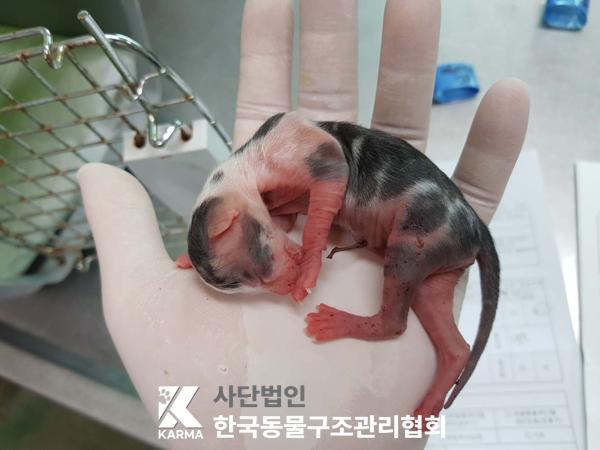 [고양이] 한국 고양이 서울-금천-2025-00080 유기동물 배경 이미지 입니다.